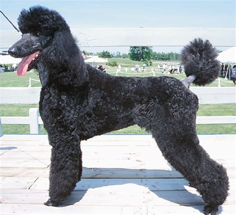 Latest Funny Pictures: Black Poodle Dogs