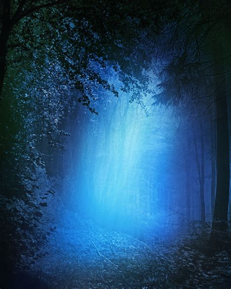 Forest,night,blue,dark,trees - free image from needpix.com