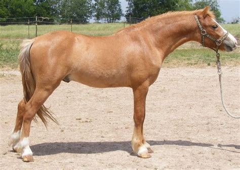 Section A Welsh Pony Stallion - Red Dun | Horse online, Horses, Pony breeds