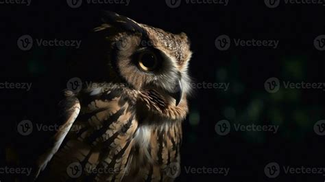 An owl silently hunting for prey in the night 26004496 Stock Photo at ...