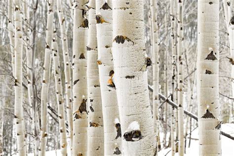 Curious Nature: How the quaking Aspen rules North America | VailDaily.com