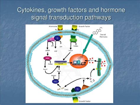 PPT - Lecture 17 Cytokines PowerPoint Presentation, free download - ID ...