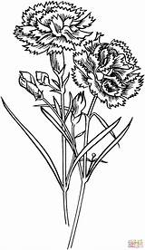 Carnation Flowers coloring Page  Free Printable Coloring Pages sketch template