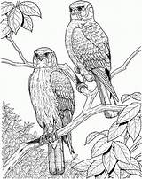 Coloring Pages For Adults Nature  Home sketch template