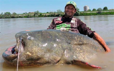 Podría ser récord mundial. Pescador Italiano captura bagre gigante ...