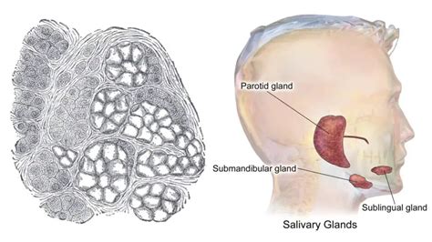 Submandibular Gland - Definition, Structure, Functions - Biology Notes ...