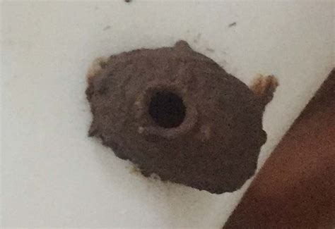 Potter Wasp Nest from Australia - What's That Bug?