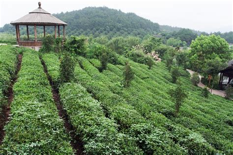 4-Day Hangzhou Private Tour: West Lake and Longjing Tea Plantation 2024