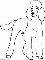 Poodle Coloring Pages 23 Free Printables  ColoringAll sketch template
