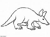 Aardvark coloring Page sketch template