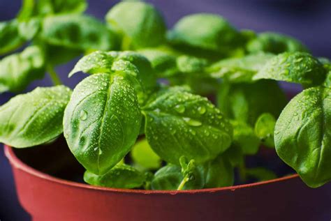 20 of the Best Companion Plants for Potatoes (And a Few to Avoid)