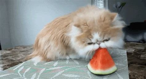 Cat Eating GIF - Find & Share on GIPHY