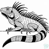 40 Iguana Coloring Pages  Free Printable PDF sketch template