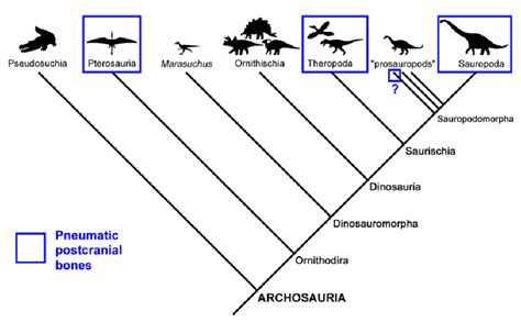 . The evolutionary relationships of the archosaurs, or “ruling ...