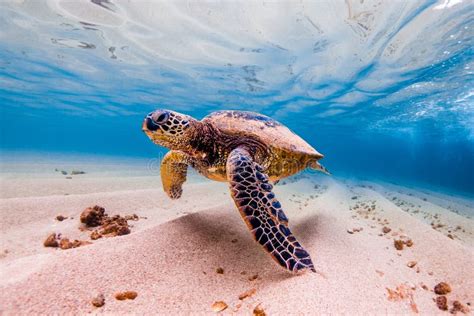 120,631 Turtle Stock Photos - Free & Royalty-Free Stock Photos from Dreamstime