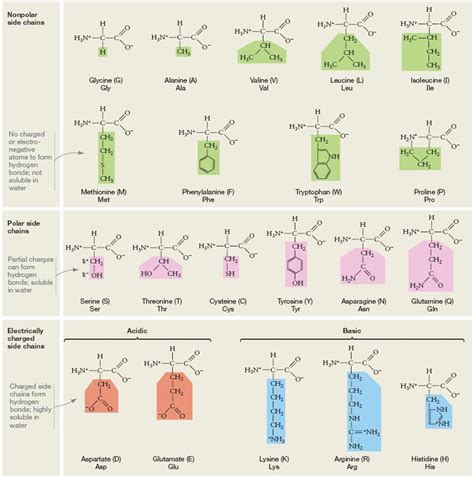 acidic amino acids groups