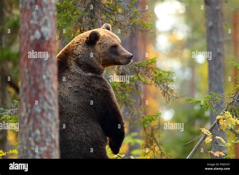 Brown bear standing hi-res stock photography and images - Alamy