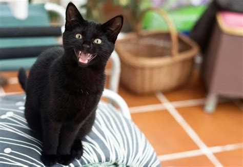 What Do Your Cat's Meows Mean? | Black cat appreciation day, National ...