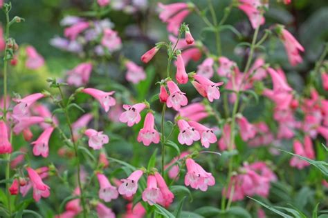 8 great plants for late summer colour - Ashtead Park Garden Centre | Surrey