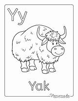 Printable A4 Letter Y Is For Yak Coloring Page sketch template