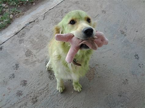 The Rare Green Retriever. : goldenretrievers