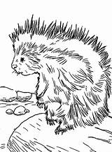30  Porcupine Coloring Pages Free Printable PDF JPG PNG & Online sketch template