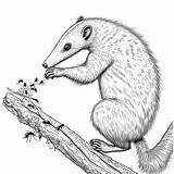 Cute anteater Reaching For Ants coloring Page Lulu Pages sketch template
