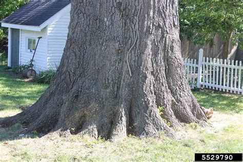 Arkansas Tree Database - Shingle Oak