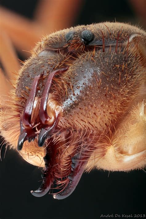 Camel spider (Solifugidae) | This is the head (prosoma) of a… | Flickr