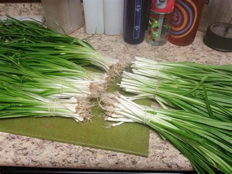 Harvesting Green Onions | Harvesting green onions, Wild onions, Harvest