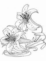 Lily Flower coloring Pages Download And Print sketch template