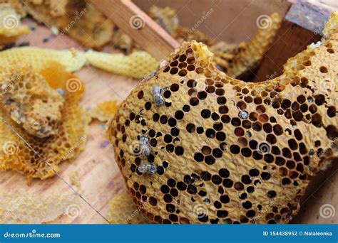 Honey Production by Bees in the Hive. Stock Photo - Image of life, berries: 154438952