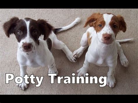 How To Potty Train A Brittany Puppy - Brittany House Training Tips - Housebreaking Brittany ...