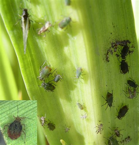 Aphid feeding damage to cereal crops | Agriculture and Food