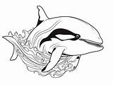Incredible Killer Whale Coloring  Page sketch template