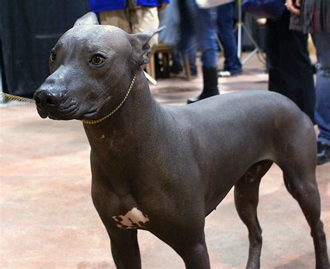 Xoloitzcuintli (Mexican hairless dog) | Terms of Use: Please… | Flickr