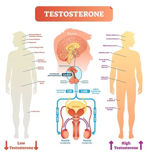 Hormones in Male Reproductive System | STD.GOV Blog