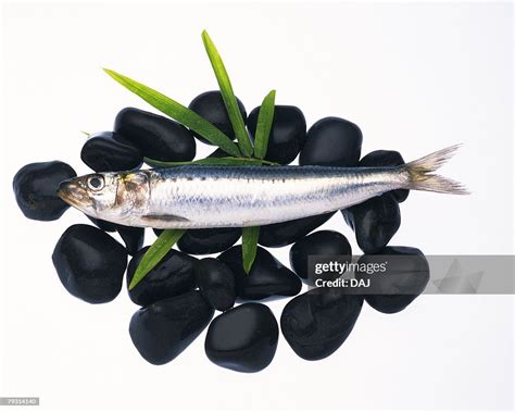 Sardine On Leaf And Stones Side View White Background Cut Out High-Res Stock Photo - Getty Images