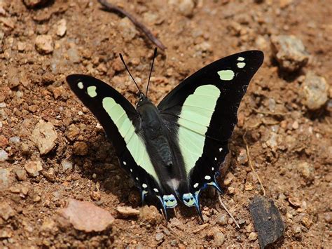 Anomalous Nawab (Polyura agrarius) | Savandurga, India | Beautiful butterflies, Colorful animals ...