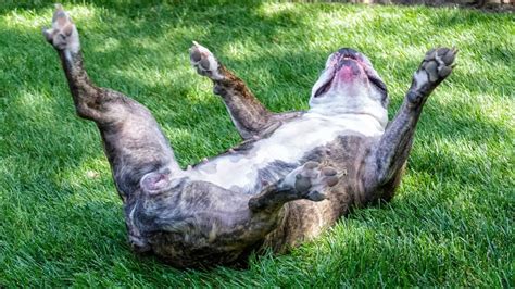 Dog Rash On Groin: Why It Happens & How To Treat It (Fast!)