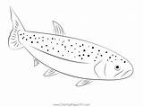 Rainbow Trout Coloring Page For Kids  Free Trouts Printable sketch template