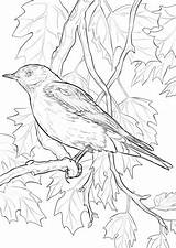Mountain Bluebird coloring Page  Free Printable Coloring Pages sketch template