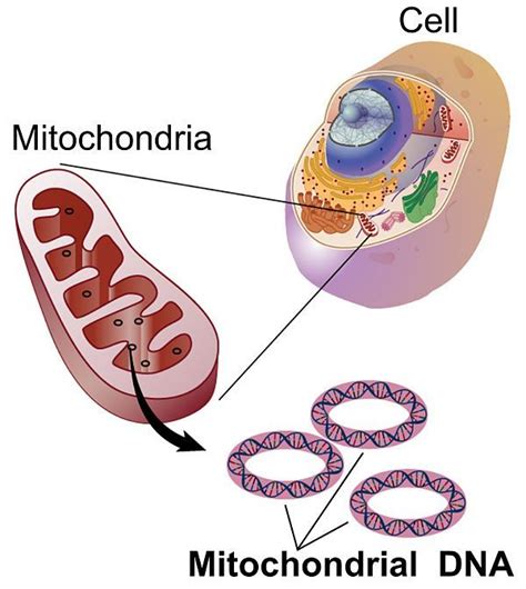 Mitochondrial DNA - Wikipedia | Mitochondrial dna, Mitochondria, Mitochondrial