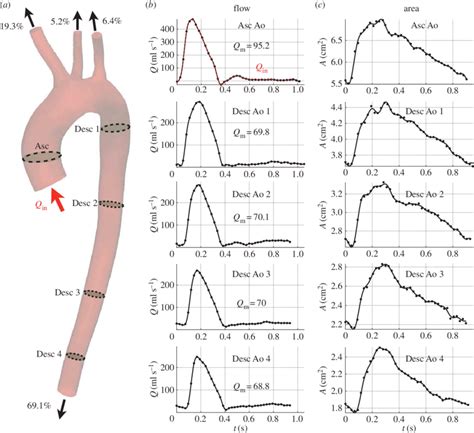 (a) Geometry of the human upper aorta acquired by MRI. (b) Blood flow... | Download Scientific ...