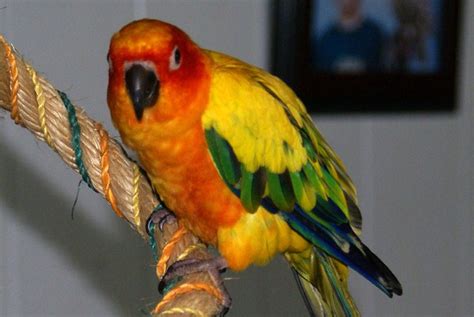 Birds at Home: Healthy Sun CONURE Diet For These Fabulous Parrots