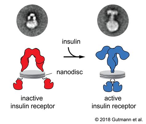 How the insulin receptor works