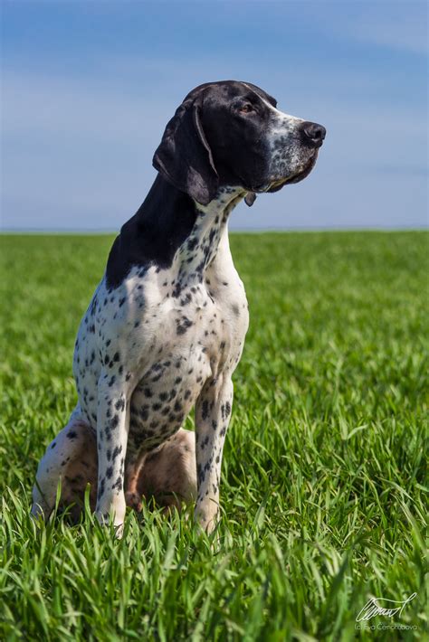 braque d'auvergne Blue Tick Hound Puppy, Hound Puppies, Dog Pond, Animal Tv, Pointer Dog ...