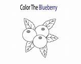 Blueberry Coloring Page  MarquisetuVelez sketch template