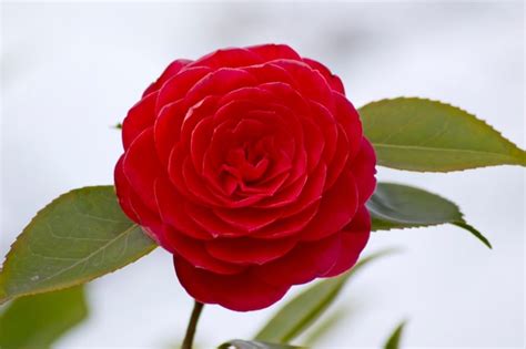 Premium Photo | Red camellia flower