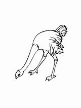 Ostrich coloring Page sketch template